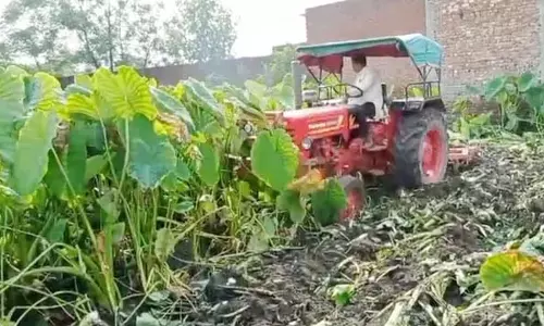 आलू के बाद अरबी ने बढ़ाई परेशानी, किसान ने उठाया बड़ा कदम आलू के बाद अरबी ने बढ़ाई परेशानी, किसान ने उठाया बड़ा कदम