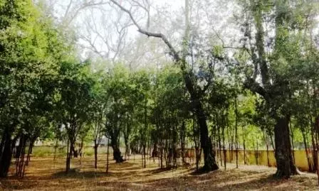 Andhra में दशकों से हो रही अवैध कटाई के कारण भारतीय चंदन के पेड़ विलुप्त होने की कगार पर हैं Andhra में दशकों से हो रही अवैध कटाई के कारण भारतीय चंदन के पेड़ विलुप्त होने की कगार पर हैं