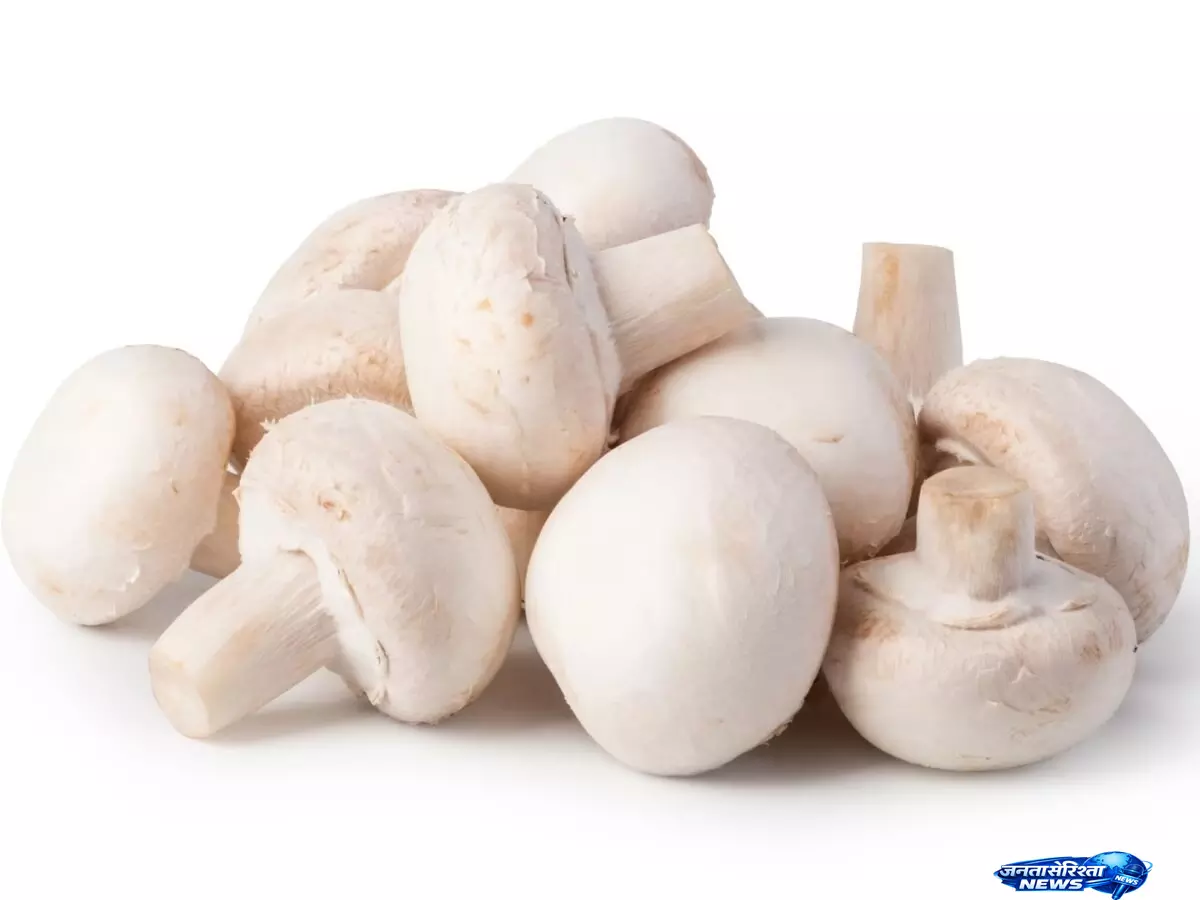 White मशरूम असली है या खराब? ऐसे करें पहचान White मशरूम असली है या खराब? ऐसे करें पहचान