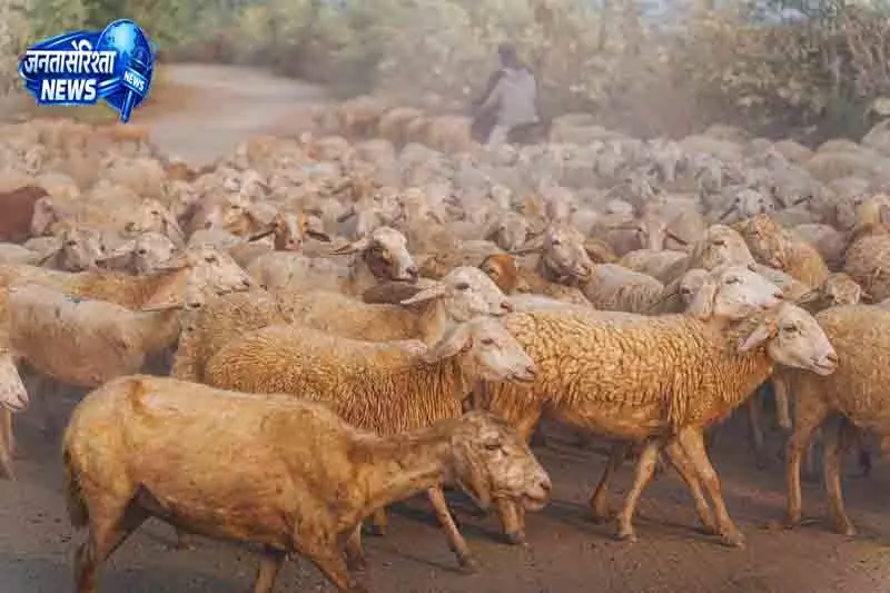 पुंछ में बिजली गिरने से 50 से अधिक मवेशियों की मौत पुंछ में बिजली गिरने से 50 से अधिक मवेशियों की मौत