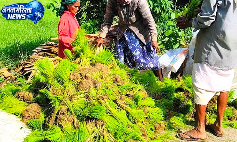 Kerala : बारिश की कमी से धान की बुआई पर संकट Kerala : बारिश की कमी से धान की बुआई पर संकट