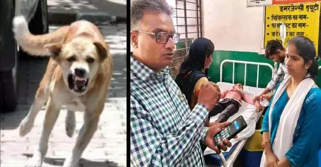 चित्रकूट के सरकारी स्कूल में दहशत, कुत्ते ने बच्चों को बनाया शिकार चित्रकूट के सरकारी स्कूल में दहशत, कुत्ते ने बच्चों को बनाया शिकार