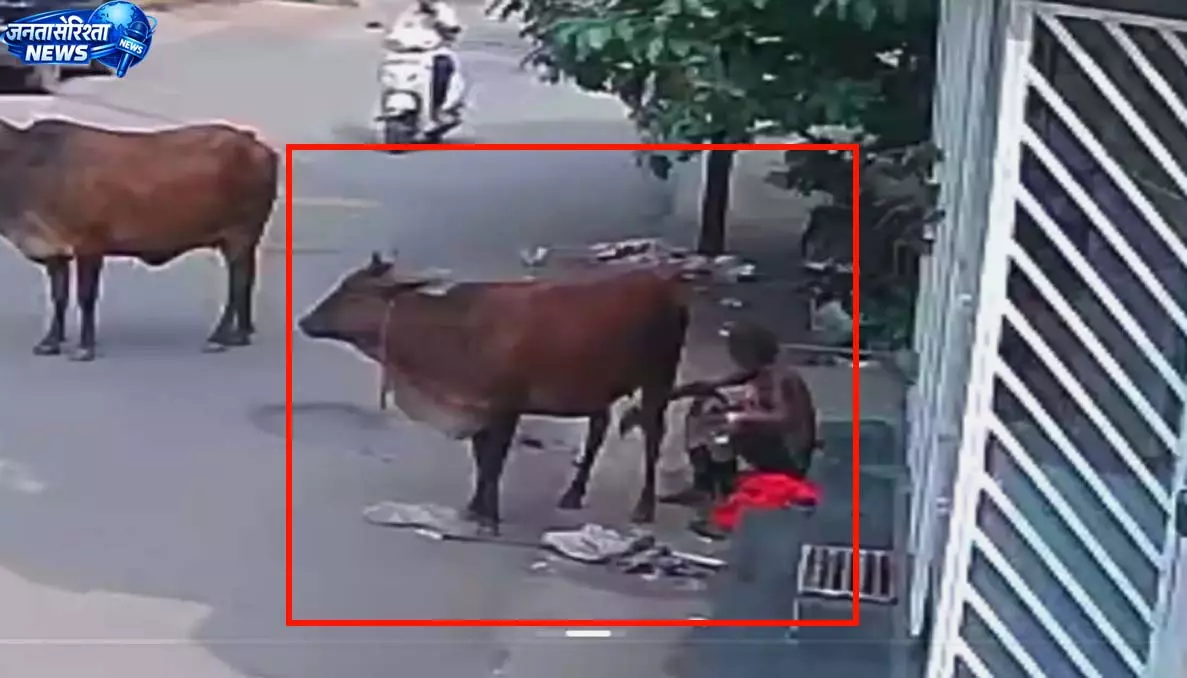 रायपुर में गाय से बुजुर्ग ने किया दुष्कर्म, CCTV फुटेज आया सामने रायपुर में गाय से बुजुर्ग ने किया दुष्कर्म, CCTV फुटेज आया सामने