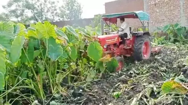 आलू के बाद अरबी ने बढ़ाई परेशानी, किसान ने उठाया बड़ा कदम आलू के बाद अरबी ने बढ़ाई परेशानी, किसान ने उठाया बड़ा कदम