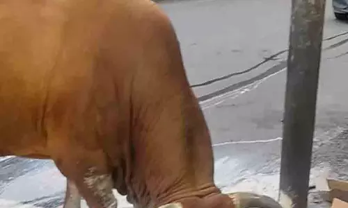 कुमारहट्टी में आवारा सांड के हमले में व्यापारी की मौत कुमारहट्टी में आवारा सांड के हमले में व्यापारी की मौत
