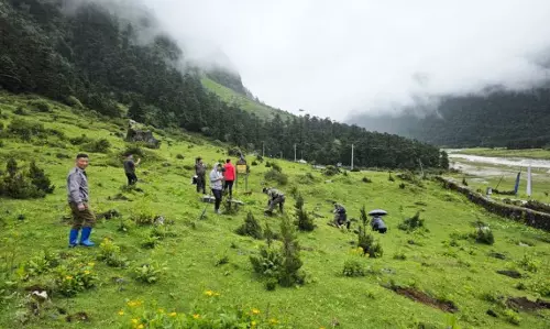 Sikkim का हरित अभियान सफल, युमथांग में वृक्षारोपण के साथ दो हफ्ते का पर्यावरण पर्व समाप्त Sikkim का हरित अभियान सफल, युमथांग में वृक्षारोपण के साथ दो हफ्ते का पर्यावरण पर्व समाप्त