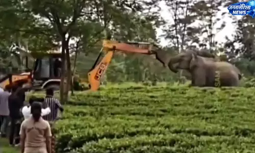 असम में JCB के सामने डटा जंगली हाथी, वायरल वीडियो ने वन्यजीव संरक्षण पर छेड़ी चर्चा