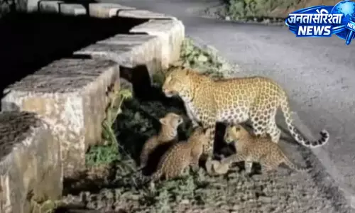 मादा गुलदार की वायरल फोटो पर जांच शुरू, AI जनरेटेड होने की भी आशंका