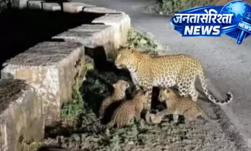 वायरल गुलदार फोटो AI जनरेटेड? वन विभाग अलर्ट