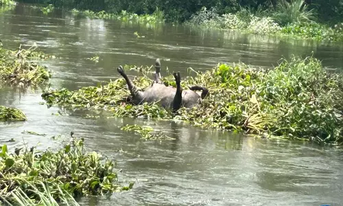 Hindon   नदी उफान पर, पर्यटक स्थल सिटी फॉरेस्ट प्रभावित