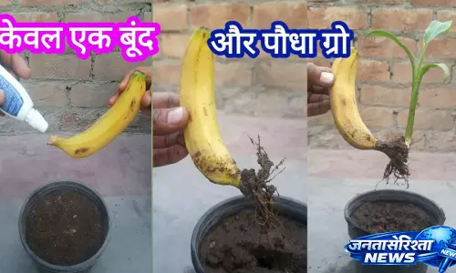 Gardening का नया जुगाड़ वायरल, केले से पौधे उगाने का दावा Gardening का नया जुगाड़ वायरल, केले से पौधे उगाने का दावा