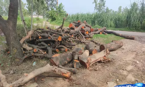 Muzaffarnagar  में हरे पेड़ पर चली आरी, सरकारी जमीन की जांच शुरू