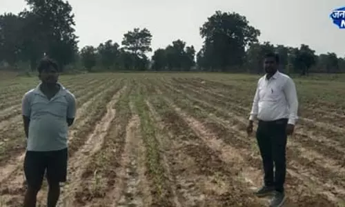 धान से दलहन-तिलहन की ओर बढ़ रहा महासमुंद, 6 हजार हेक्टेयर में बदली खेती की तस्वीर धान से दलहन-तिलहन की ओर बढ़ रहा महासमुंद, 6 हजार हेक्टेयर में बदली खेती की तस्वीर