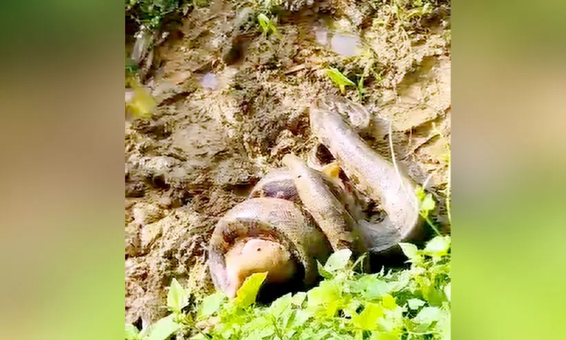 शहर में हैरान करने वाली घटना: सांप ने गली के कुत्ते को निगला, दलदल में दोनों की मौत शहर में हैरान करने वाली घटना: सांप ने गली के कुत्ते को निगला, दलदल में दोनों की मौत