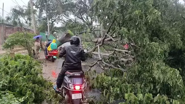 पुरी-सतपाड़ा NH-316 पर एक विशाल पेड़ गिरा, रथ यात्रा के बीच सड़क बंद पुरी-सतपाड़ा NH-316 पर एक विशाल पेड़ गिरा, रथ यात्रा के बीच सड़क बंद