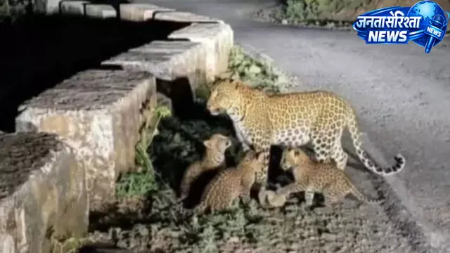 मादा गुलदार की वायरल फोटो पर जांच शुरू, AI जनरेटेड होने की भी आशंका मादा गुलदार की वायरल फोटो पर जांच शुरू, AI जनरेटेड होने की भी आशंका