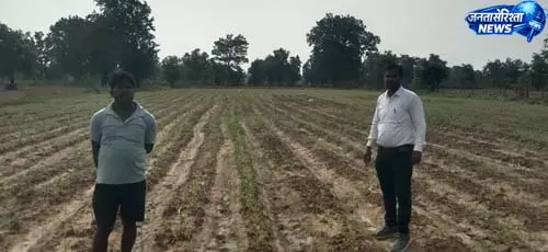 धान से दलहन-तिलहन की ओर बढ़ रहा महासमुंद, 6 हजार हेक्टेयर में बदली खेती की तस्वीर धान से दलहन-तिलहन की ओर बढ़ रहा महासमुंद, 6 हजार हेक्टेयर में बदली खेती की तस्वीर