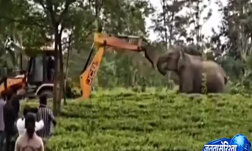 असम के जंगल में जेसीबी से भिड़ा हाथी, वायरल वीडियो ने खड़े किए वन्यजीव सुरक्षा पर सवाल असम के जंगल में जेसीबी से भिड़ा हाथी, वायरल वीडियो ने खड़े किए वन्यजीव सुरक्षा पर सवाल