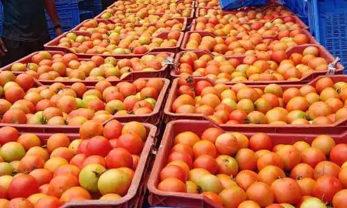 Solan में टमाटर किसानों पर संकट Solan में टमाटर किसानों पर संकट