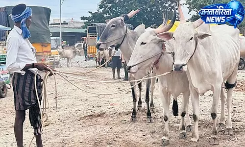 सूखे से संकट में चित्रदुर्ग किसान, बैल बेचने की मजबूरी सूखे से संकट में चित्रदुर्ग किसान, बैल बेचने की मजबूरी