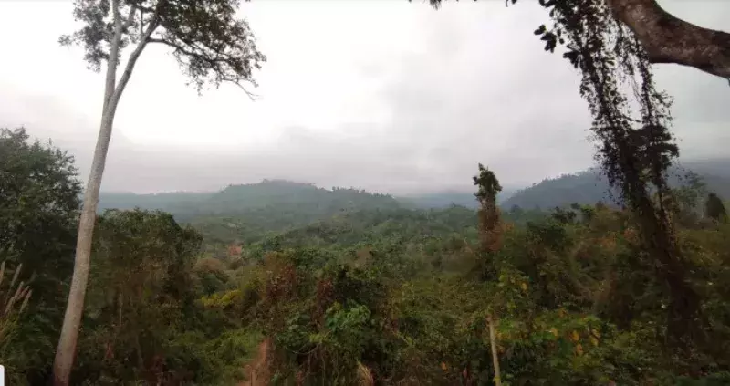Assam खराब हो चुके बेहाली रिजर्व फॉरेस्ट के 400 हेक्टेयर हिस्से को फिर से ठीक करेगा Assam खराब हो चुके बेहाली रिजर्व फॉरेस्ट के 400 हेक्टेयर हिस्से को फिर से ठीक करेगा