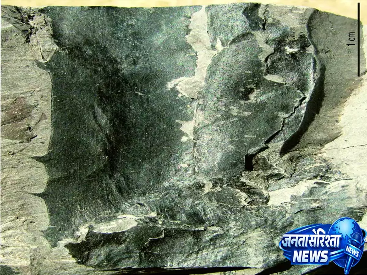 Assam: 24 मिलियन वर्ष पुराने जीवाश्मों से केवड़ा की प्राचीन वंशावली का खुलासा Assam: 24 मिलियन वर्ष पुराने जीवाश्मों से केवड़ा की प्राचीन वंशावली का खुलासा