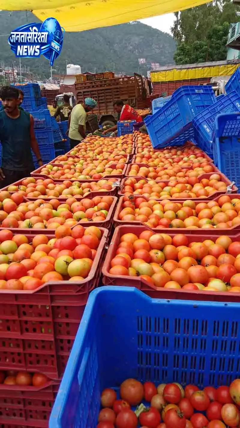 Solan में टमाटर किसानों पर संकट Solan में टमाटर किसानों पर संकट