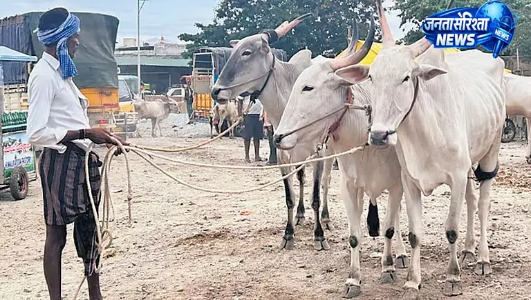 सूखे से संकट में चित्रदुर्ग किसान, बैल बेचने की मजबूरी