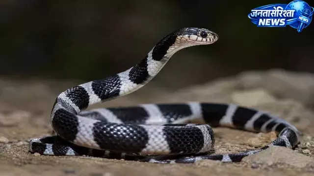 बरसात बनी खतरा, गुमला में सर्पदंश के 8 मामले सामने बरसात बनी खतरा, गुमला में सर्पदंश के 8 मामले सामने