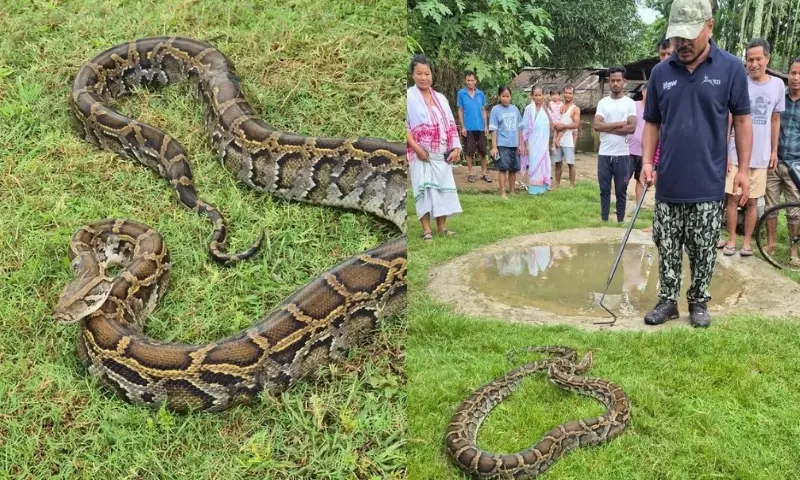 Assam: तिनसुकिया में छह बत्तखों को निगलने के बाद इंडियन रॉक पाइथन को बचाया गया Assam: तिनसुकिया में छह बत्तखों को निगलने के बाद इंडियन रॉक पाइथन को बचाया गया