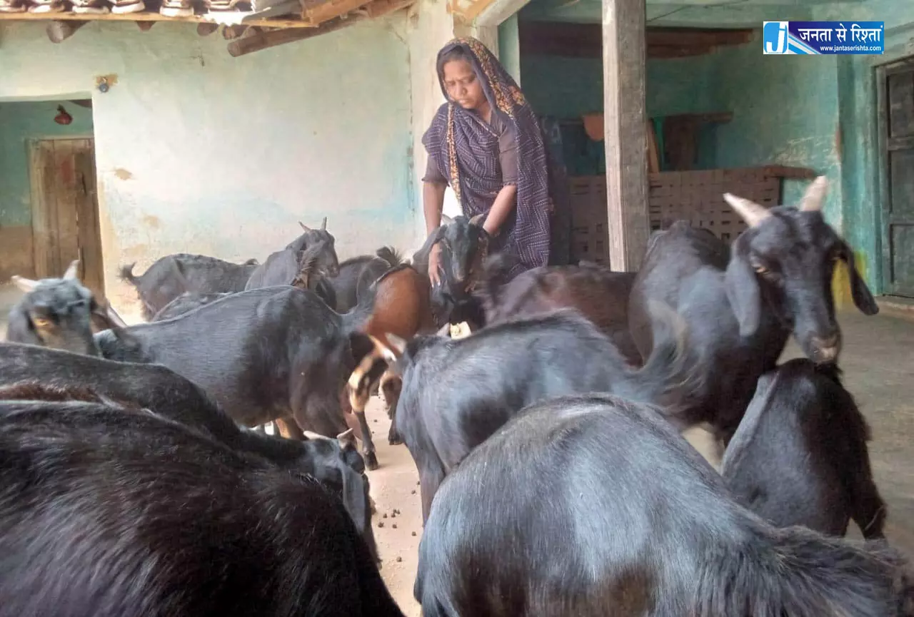 बिहान ने बदली मीरा सिंह की तकदीर, बकरी पालन से बनीं आत्मनिर्भरता की नई मिसाल बिहान ने बदली मीरा सिंह की तकदीर, बकरी पालन से बनीं आत्मनिर्भरता की नई मिसाल