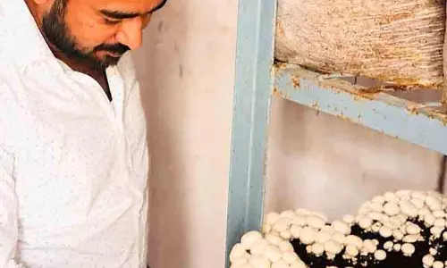 Kurukshetra के किसानों ने अपनाई सालभर उत्पादन प्रणाली Kurukshetra के किसानों ने अपनाई सालभर उत्पादन प्रणाली
