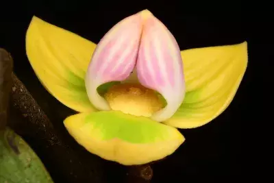 नई अरुणाचल वृक्ष प्रजाति ने वनस्पति रिकॉर्ड को फिर से लिखा, वैज्ञानिकों को मिली बड़ी सफलता नई अरुणाचल वृक्ष प्रजाति ने वनस्पति रिकॉर्ड को फिर से लिखा, वैज्ञानिकों को मिली बड़ी सफलता