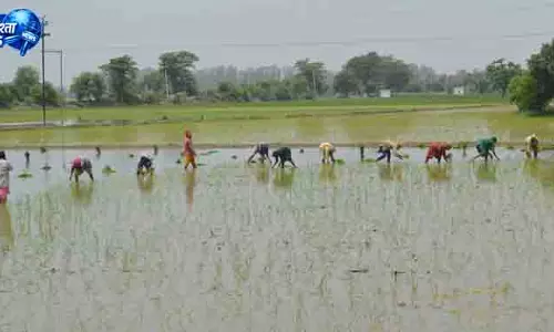 बारिश की कमी से Haryana में खरीफ बुआई प्रभावित बारिश की कमी से Haryana में खरीफ बुआई प्रभावित