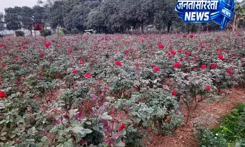 Amritsar का पुराना गुलाब कारोबार अब आखिरी दौर में Amritsar का पुराना गुलाब कारोबार अब आखिरी दौर में