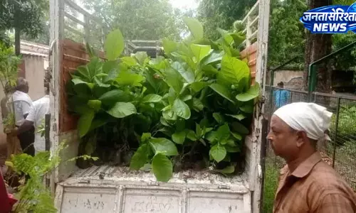 हरियाली अभियान: 82 हजार पौधे लगाएगा वन विभाग, 2 लाख का होगा वितरण हरियाली अभियान: 82 हजार पौधे लगाएगा वन विभाग, 2 लाख का होगा वितरण