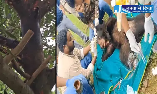 कटहल देख ललचाया भालू, पेड़ पर चढ़ा, तार में फंसकर घायल कटहल देख ललचाया भालू, पेड़ पर चढ़ा, तार में फंसकर घायल