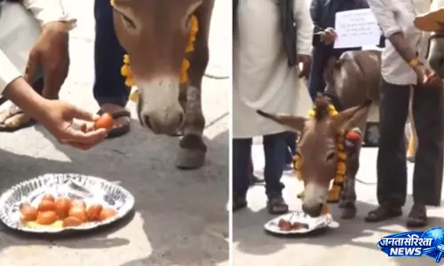 बारिश के लिए भोपाल में टोटका, गधे को खिलाए गुलाब जामुन बारिश के लिए भोपाल में टोटका, गधे को खिलाए गुलाब जामुन