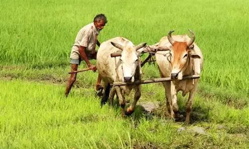 किसानों ने अपनाया लाभकारी फसलों का विकल्प किसानों ने अपनाया लाभकारी फसलों का विकल्प
