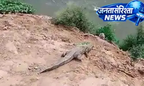 खेतों में मगरमच्छ की दहशत खत्म, सुरक्षित नदी में छोड़ा गया खेतों में मगरमच्छ की दहशत खत्म, सुरक्षित नदी में छोड़ा गया