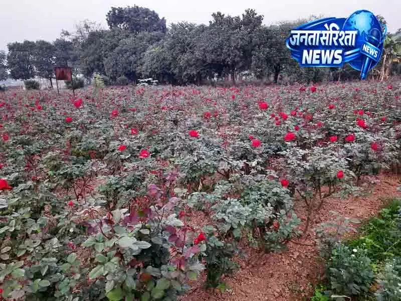 Amritsar का पुराना गुलाब कारोबार अब आखिरी दौर में Amritsar का पुराना गुलाब कारोबार अब आखिरी दौर में