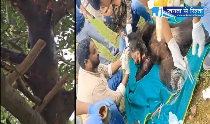 कटहल देख ललचाया भालू, पेड़ पर चढ़ा, तार में फंसकर घायल कटहल देख ललचाया भालू, पेड़ पर चढ़ा, तार में फंसकर घायल