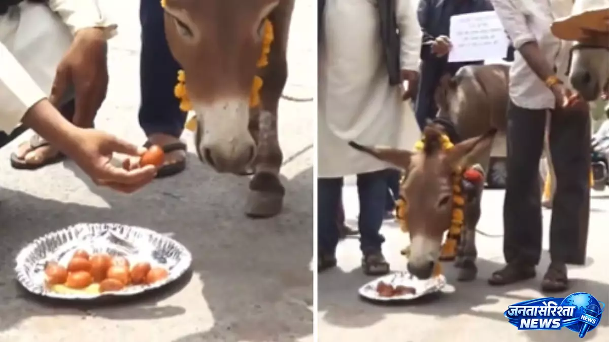 बारिश के लिए भोपाल में टोटका, गधे को खिलाए गुलाब जामुन बारिश के लिए भोपाल में टोटका, गधे को खिलाए गुलाब जामुन