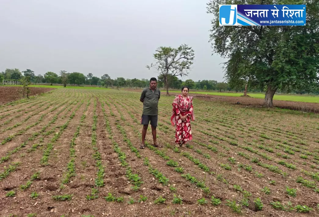 धान से मूंगफली की ओर बढ़ते कदम, किसानों ने अपनाया लाभकारी विकल्प धान से मूंगफली की ओर बढ़ते कदम, किसानों ने अपनाया लाभकारी विकल्प