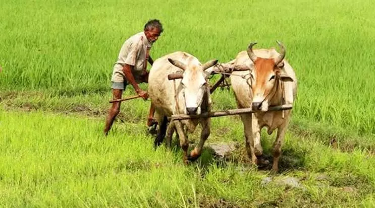 किसानों ने अपनाया लाभकारी फसलों का विकल्प किसानों ने अपनाया लाभकारी फसलों का विकल्प