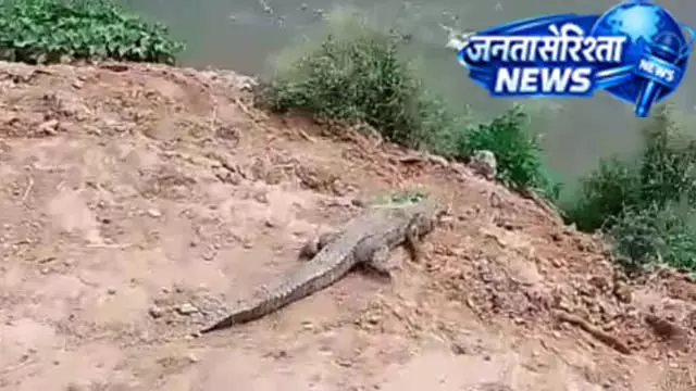 खेतों में मगरमच्छ की दहशत खत्म, सुरक्षित नदी में छोड़ा गया खेतों में मगरमच्छ की दहशत खत्म, सुरक्षित नदी में छोड़ा गया