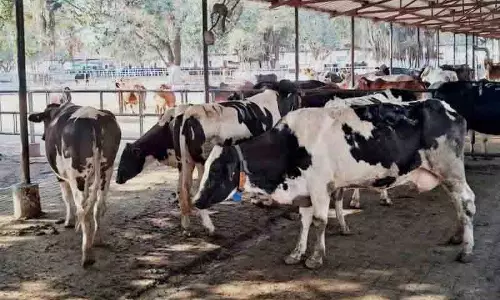 Delhi यमुना बाढ़ क्षेत्र में अवैध डेयरियों पर NGT की कड़ी टिप्पणी Delhi यमुना बाढ़ क्षेत्र में अवैध डेयरियों पर NGT की कड़ी टिप्पणी