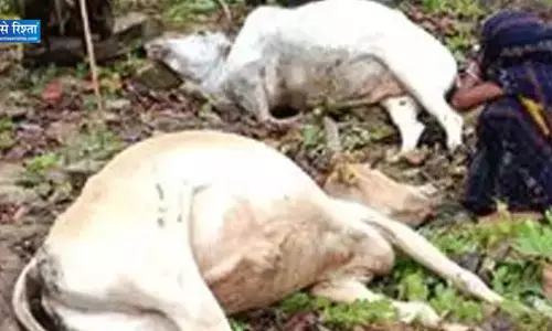 सूरजपुर में आकाशीय बिजली गिरी, 2 बैलों की मौत सूरजपुर में आकाशीय बिजली गिरी, 2 बैलों की मौत