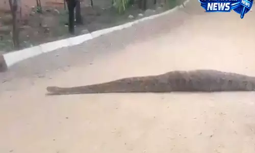 Hyderabad के KBR पार्क में विशाल अजगर का दुर्लभ दीदार, सोशल मीडिया पर वायरल हुआ वीडियो Hyderabad के KBR पार्क में विशाल अजगर का दुर्लभ दीदार, सोशल मीडिया पर वायरल हुआ वीडियो