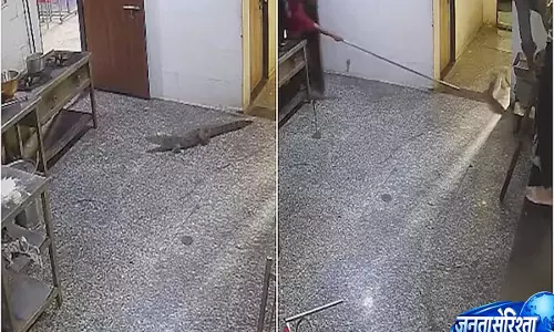 कोटा हॉस्टल की मेस में घुसा विशाल मगरमच्छ, CCTV में कैद हुआ रोमांचक रेस्क्यू ऑपरेशन कोटा हॉस्टल की मेस में घुसा विशाल मगरमच्छ, CCTV में कैद हुआ रोमांचक रेस्क्यू ऑपरेशन